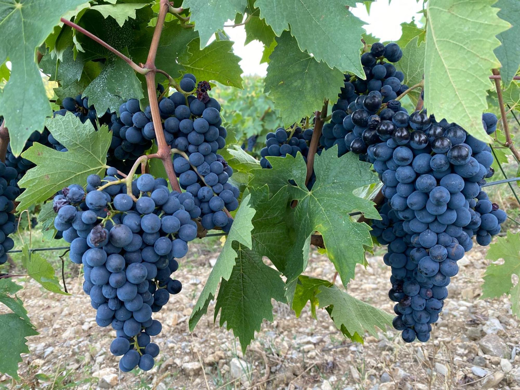 Tregole Lejlighed Castellina in Chianti Eksteriør billede